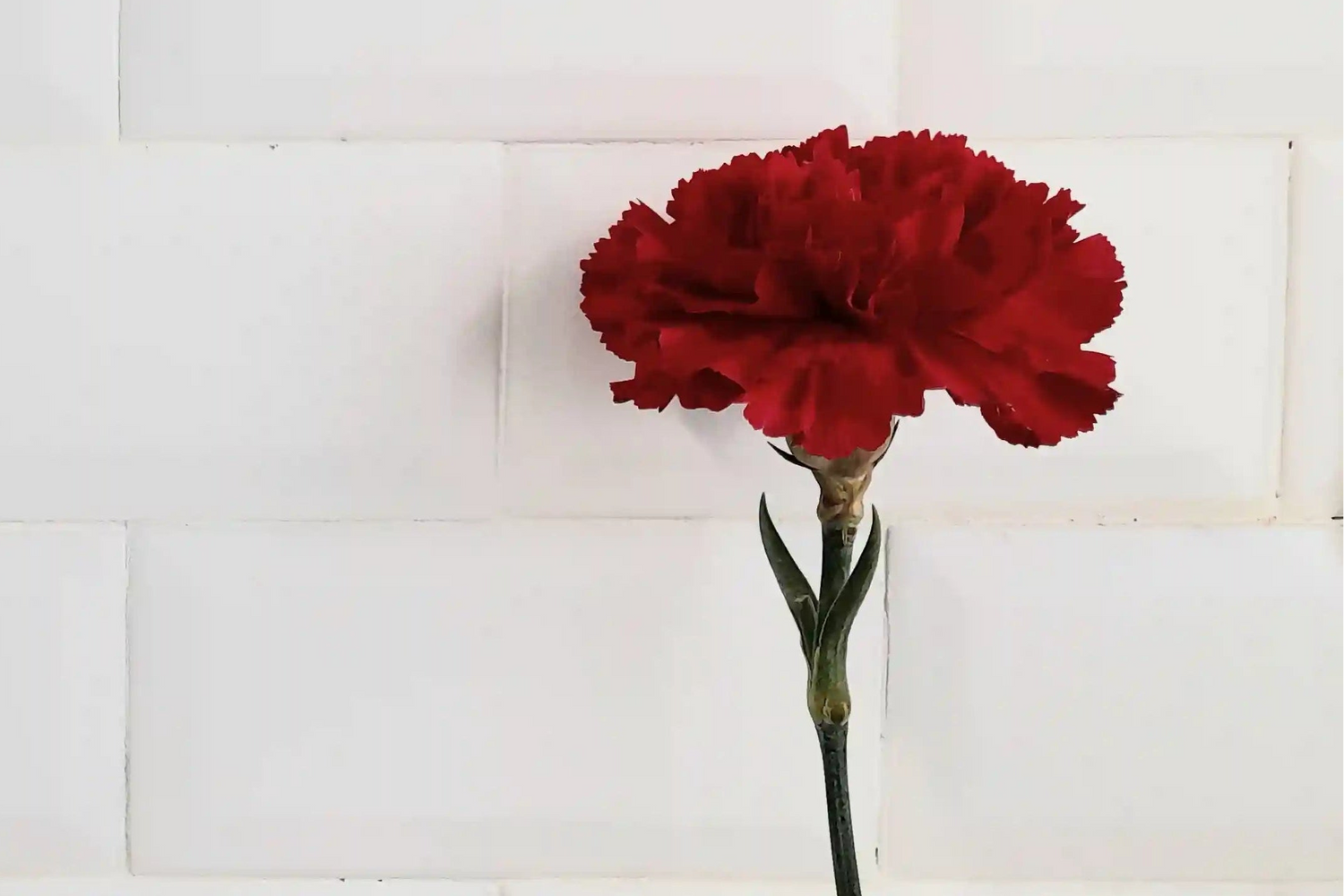 Clavel rojo que representa la amabilidad y delicadeza con la que EH NENA trata a sus clientes